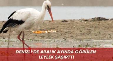 Denizli’de Aralık ayında görülen leylek şaşırttı