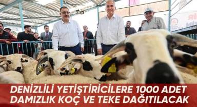 Denizlili yetiştiricilere 1000 adet damızlık koç ve teke dağıtılacak