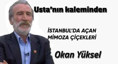İSTANBUL’DA AÇAN MİMOZA ÇİÇEKLERİ