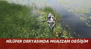Nilüfer deryasında muazzam değişim