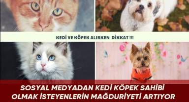 Sosyal medyadan kedi köpek sahibi olmak isteyenlerin mağduriyeti artıyor