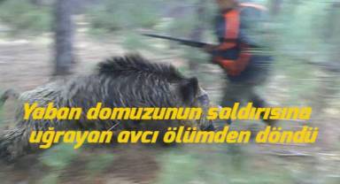 Yaban domuzunun saldırısına uğrayan avcı ölümden döndü