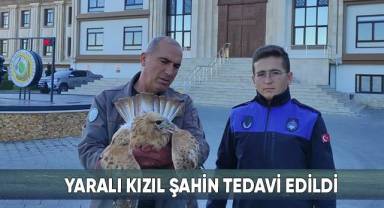 Yaralı kızıl şahin tedavi edildi