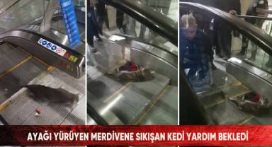 Ayağı yürüyen merdivene sıkışan kedi yardım bekledi
