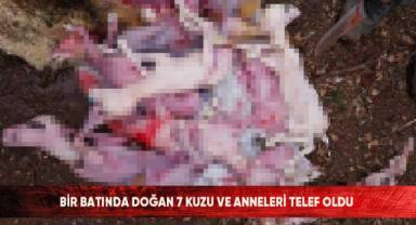 Bir batında doğan 7 kuzu ve anneleri telef oldu