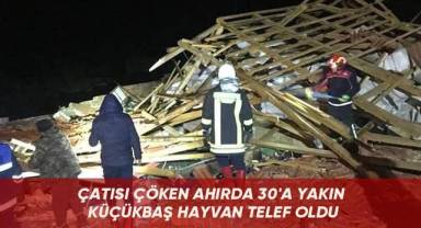 Çatısı çöken ahırda 30'a yakın küçükbaş hayvan telef oldu