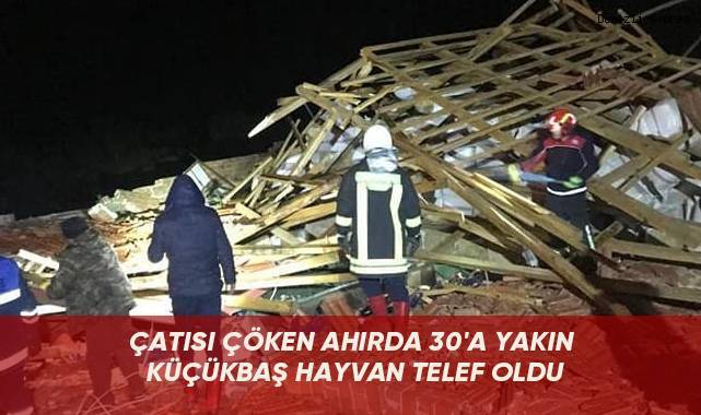 Çatısı çöken ahırda 30'a yakın küçükbaş hayvan telef oldu