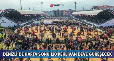 Denizli’de deve güreşi şöleni
