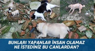 Denizli’de ölü bulunan hayvanlar ekipleri harekete geçirdi