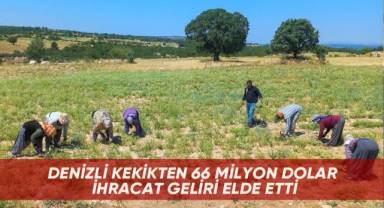 Denizli kekikten 66 milyon dolar ihracat geliri elde etti