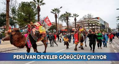 Deve güreşi heyecanı kortejle başlayacak