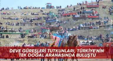 Deve güreşleri tutkunları, Türkiye'nin tek doğal aranasında buluştu