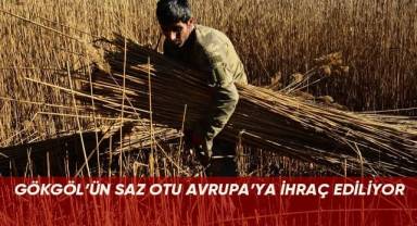 Gökgöl’ün saz otu Avrupa’ya ihraç ediliyor