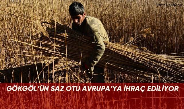 Gökgöl’ün saz otu Avrupa’ya ihraç ediliyor