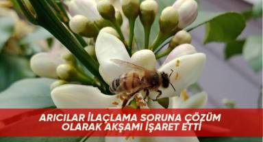 Arıcılar ilaçlama soruna çözüm olarak akşamı işaret etti
