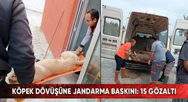 Köpek dövüşüne jandarma baskını: 15 gözaltı