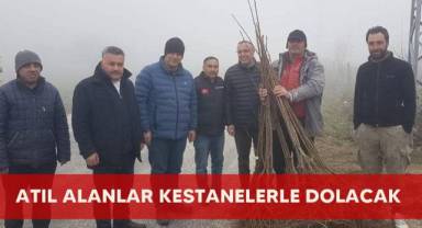 Atıl alanlar kestanelerle dolacak
