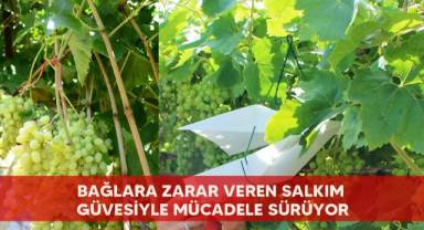 Bağlara zarar veren salkım güvesiyle mücadele sürüyor