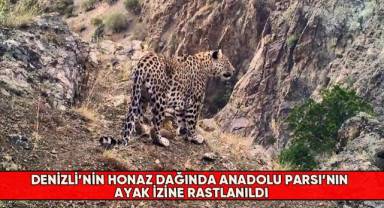 Denizli’nin Honaz Dağında Anadolu Parsı’nın ayak izine rastlanıldı