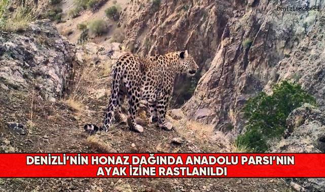 Denizli’nin Honaz Dağında Anadolu Parsı’nın ayak izine rastlanıldı