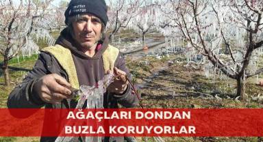 Ağaçları dondan buzla koruyorlar