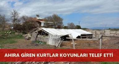 Ahıra giren kurtlar koyunları telef etti