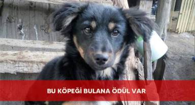 Bu köpeği bulana ödül var