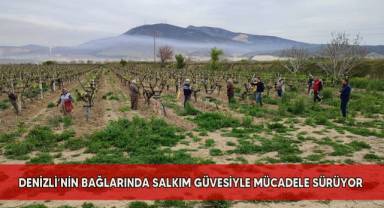 Denizli’nin bağlarında salkım güvesiyle mücadele sürüyor