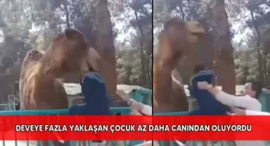 Deveye fazla yaklaşan çocuk az daha canından oluyordu