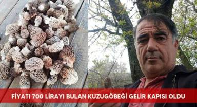 Fiyatı 700 lirayı bulan kuzugöbeği gelir kapısı oldu