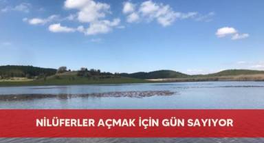 Nilüferler açmak için gün sayıyor