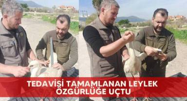 Tedavisi tamamlanan leylek özgürlüğe uçtu