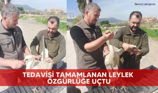 Tedavisi tamamlanan leylek özgürlüğe uçtu