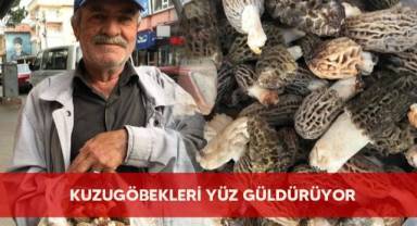 Yağışla birlikte çoğalan kuzugöbekleri yüz güldürüyor