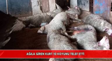 Ağıla giren kurt 10 koyunu telef etti