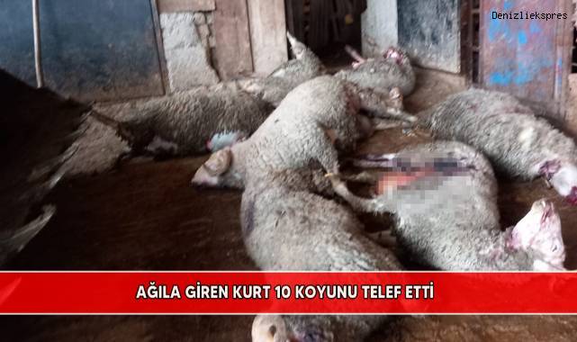 Ağıla giren kurt 10 koyunu telef etti