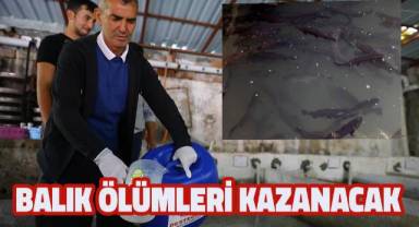 Büyükşehir'den alabalık üreticilerine dezenfeksiyon desteği