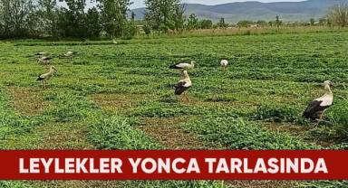 Çiftçiyle birlikte yonca hasatı yapan leylekler ilginç görüntüler ortaya çıkardı