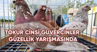 Denizli'ye özgü 'Tokur' ırkı güvercinler güzellikleriyle yarıştı