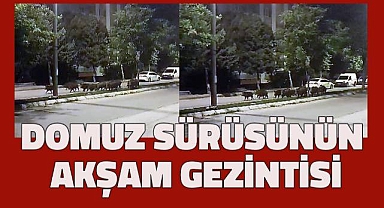 Domuz sürüsünün akşam gezintisi kameraya takıldı