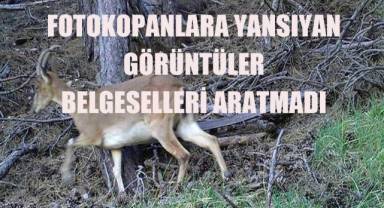 Fotokapanlara yansıyan görüntüler belgeselleri aratmadı