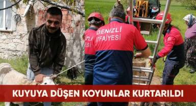 Kuyuya düşen koyunlar kurtarıldı