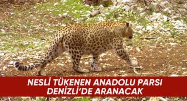 Nesli tükenen Anadolu Parsı Denizli'de aranacak