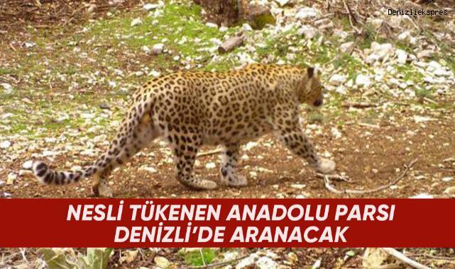 Nesli tükenen Anadolu Parsı Denizli'de aranacak