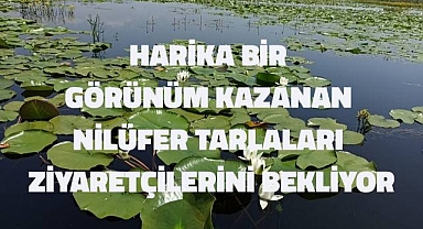 Türkiye'nin en büyük nilüfer tarlasında düzenlenen tekne turları 1 Haziran'a başlıyor