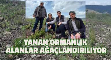 Yanan ormanlık alanlar ağaçlandırılıyor