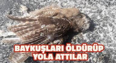 Baykuşları öldürüp yola attılar