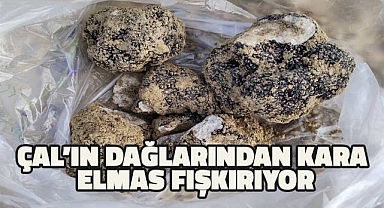 Çal'ın dağlarından karaelmas fışkırıyor