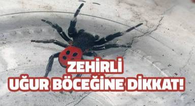 Denizli'de zehirli uğur böceği örümceği görüldü