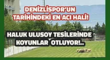 Günün en acı haberi: Denizlispor Haluk Ulusoy Tesislerinde koyunlar otluyor.